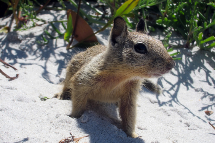 Beach Bud 